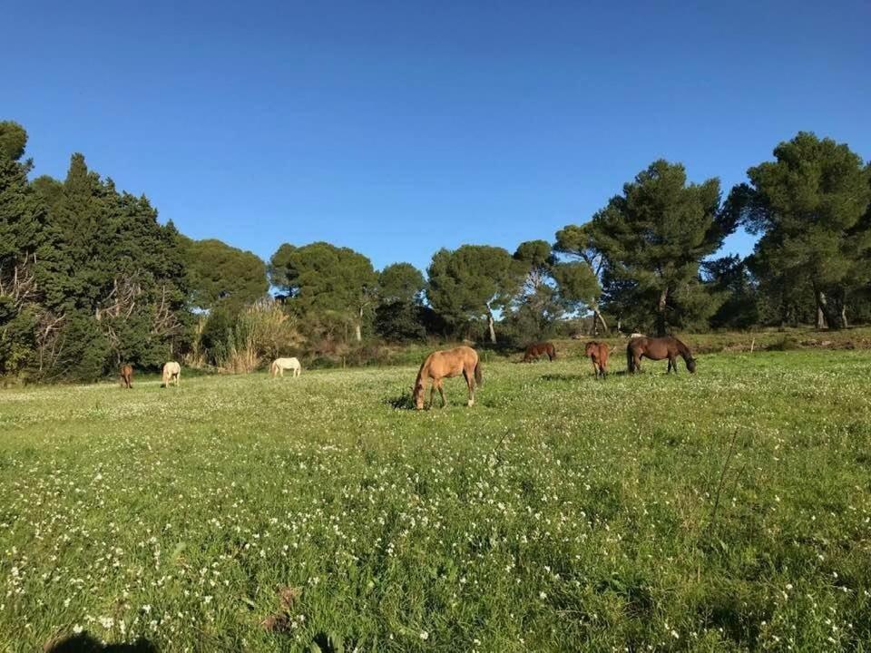 Domaine Cap Rubis Bed and Breakfast Paradou Εξωτερικό φωτογραφία